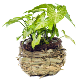 Syngonium plant