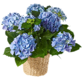 Basket of Hope Hydrangea