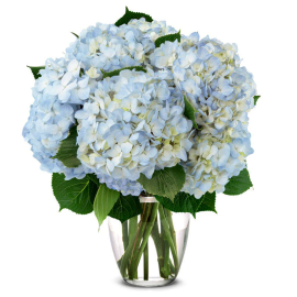 Blue Hydrangeas Bouquet