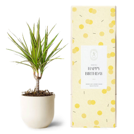 Marginata Cane Birthday Plant